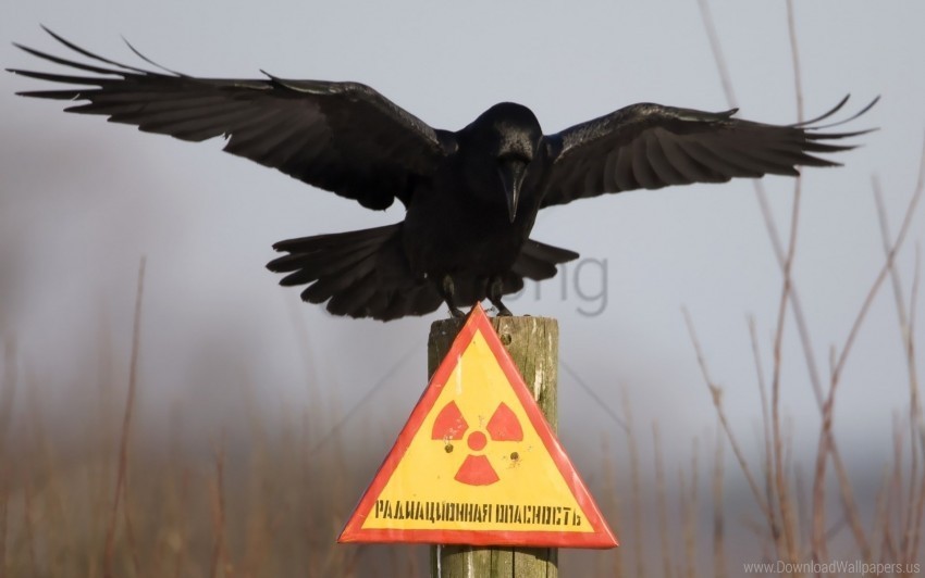 crow danger plate warning wallpaper Clear background PNG images diverse assortment