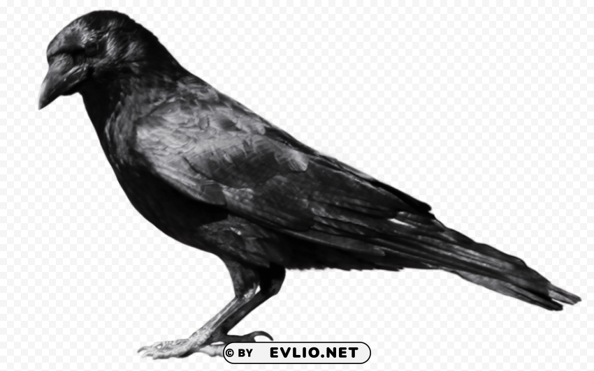 crow from side PNG Graphic Isolated with Clarity