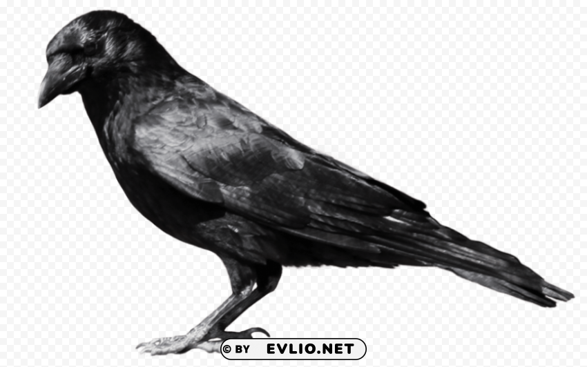 Crow From Side PNG Graphic Isolated With Clarity