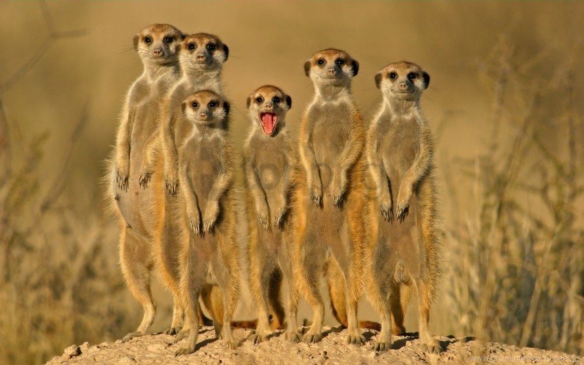 crowd danger meerkats set on wallpaper Isolated Object with Transparent Background in PNG
