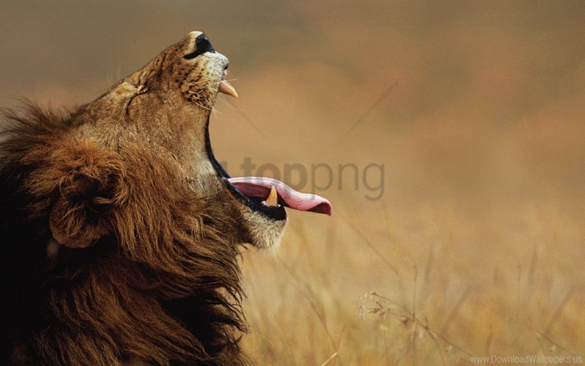 cry face lion pro tongue wallpaper Transparent PNG Isolated Item with Detail