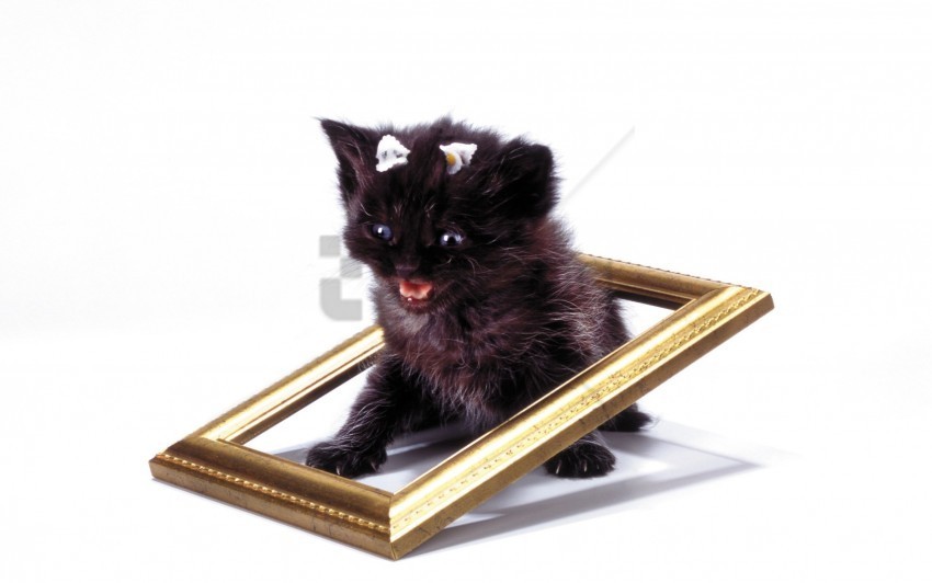 cry fear frame kitten wallpaper Isolated Design Element on PNG