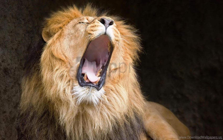 Cry Lion Mane Yawn Wallpaper PNG Images With Alpha Transparency Selection