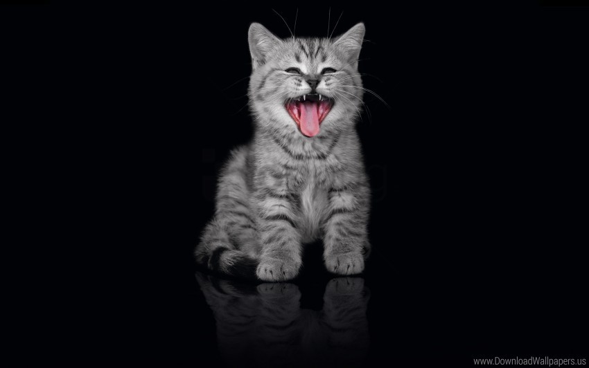 crying dark kitten open mouth wallpaper HighResolution PNG Isolated on Transparent Background