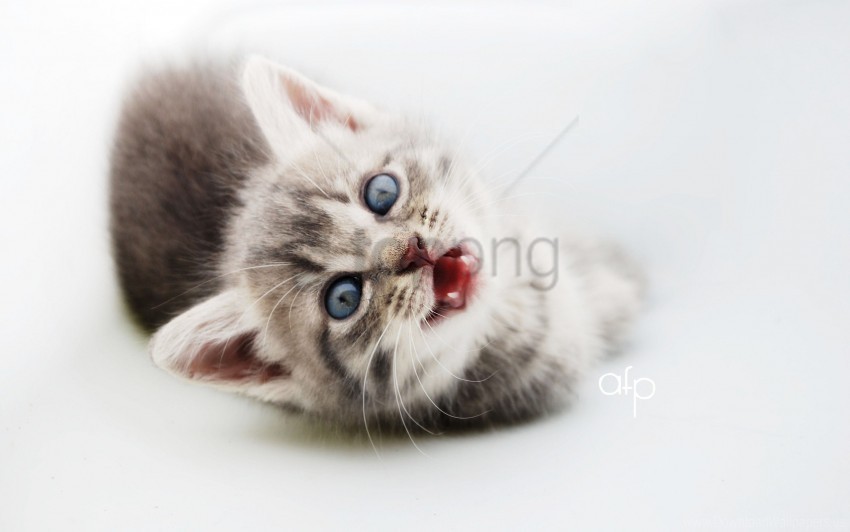 crying face fluffy kitten wallpaper PNG graphics for presentations
