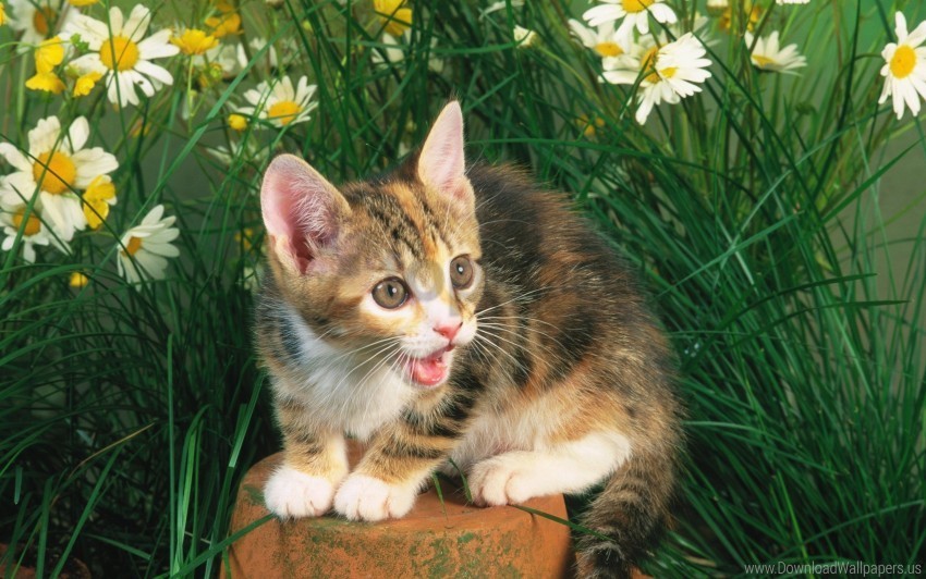 crying flowers grass kitten tree stump wallpaper HighQuality Transparent PNG Isolation