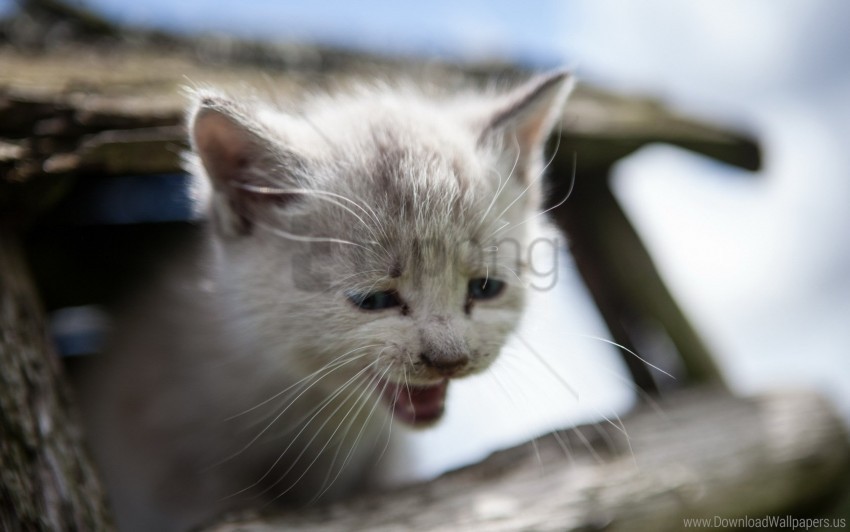 crying kitten sadness wallpaper Transparent pics