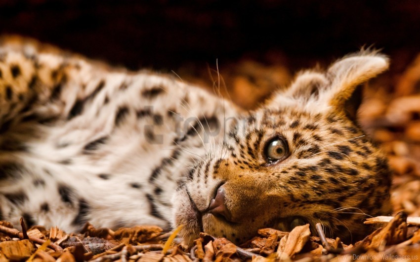 cub down foliage jaguar wallpaper PNG pictures with no backdrop needed