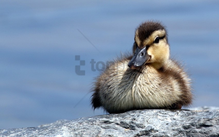 cub duck rocks wallpaper PNG transparent artwork