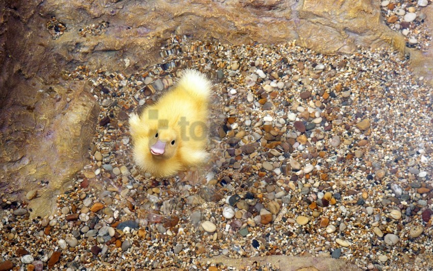 cub duckling rocks swim wallpaper PNG images transparent pack