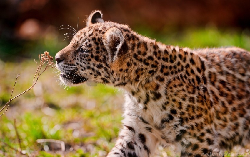 cub eyes grass jaguar walk wallpaper PNG images with no background assortment