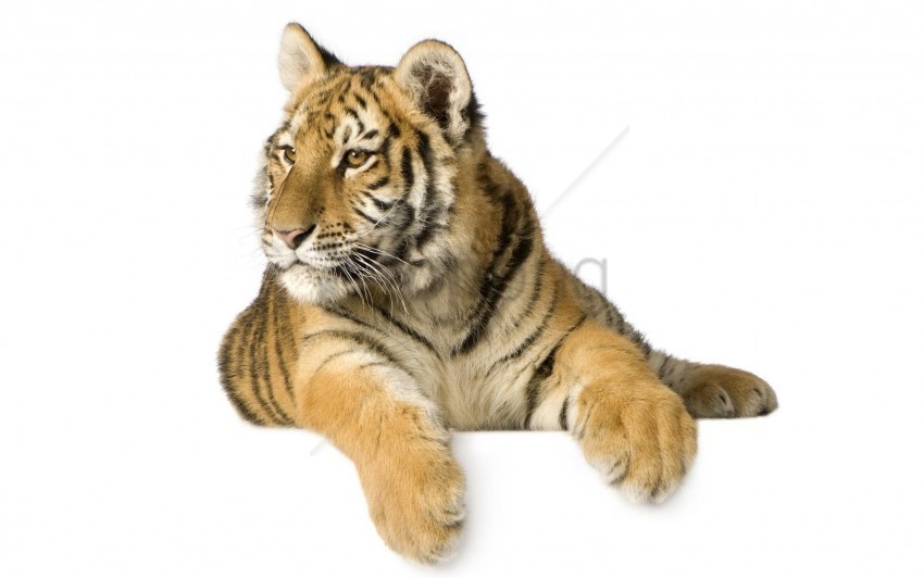 cub face striped tiger wallpaper ClearCut Background PNG Isolated Item
