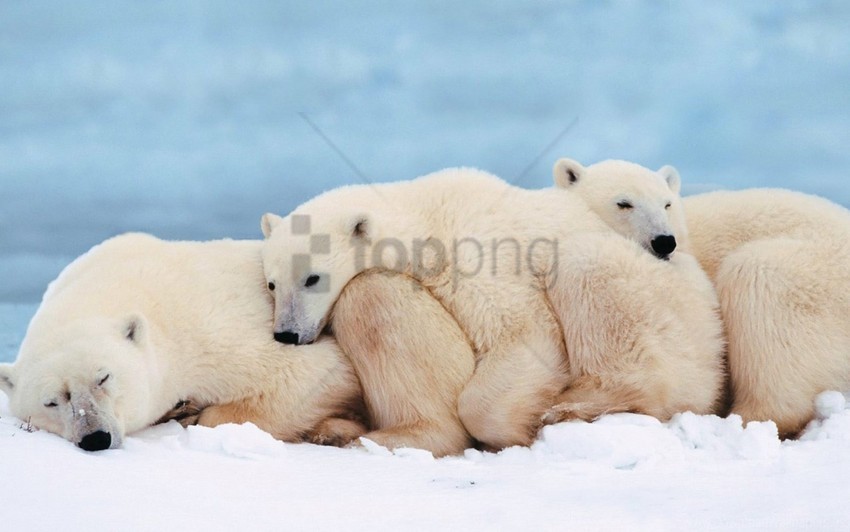 cub family polar bears sleep wallpaper PNG transparent photos comprehensive compilation