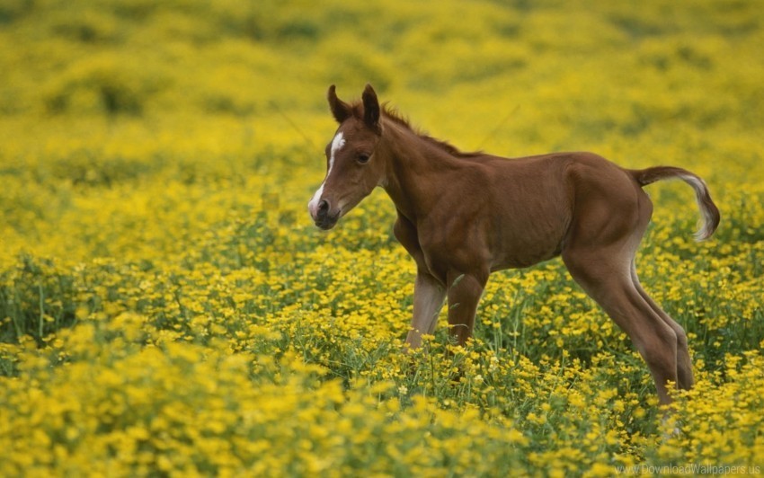 cub field flowers grass stallion wallpaper Clear PNG pictures free
