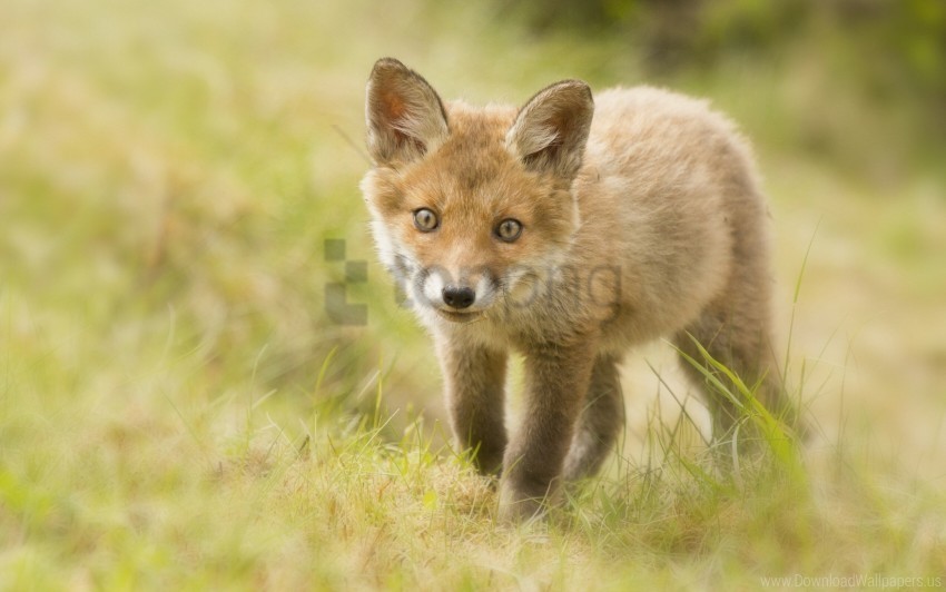 cub fox grass look wallpaper PNG files with no background bundle