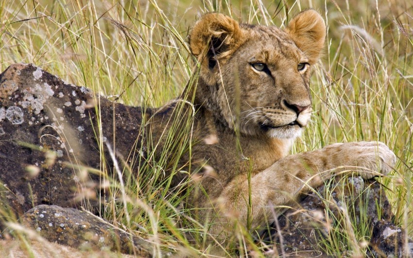 cub grass hunting lion sit wallpaper High-resolution transparent PNG images assortment