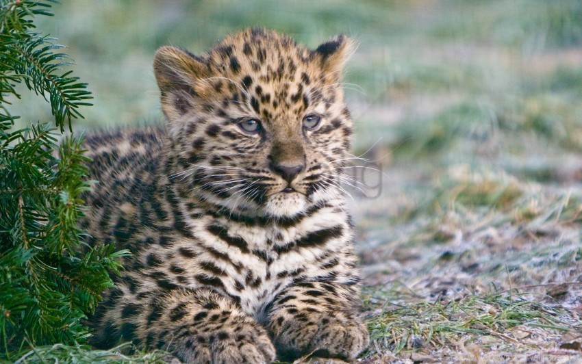 Cub Leopard Lying Wallpaper Isolated Subject In Transparent PNG