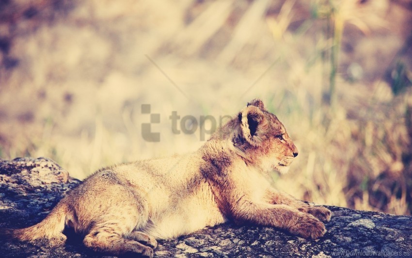 cub lie light lion rest wallpaper Transparent PNG Isolated Item