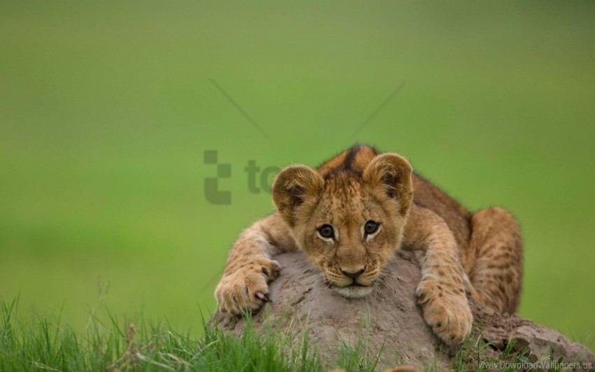 cub lion lying stone wallpaper PNG images with clear background