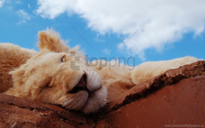 cub lion sleeping snout wallpaper Transparent PNG illustrations