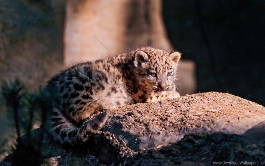 cub lying snow leopard stone wallpaper Transparent PNG art