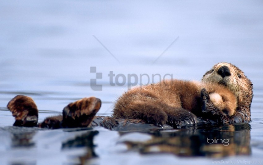 cub otter otter water wallpaper Isolated Character with Clear Background PNG
