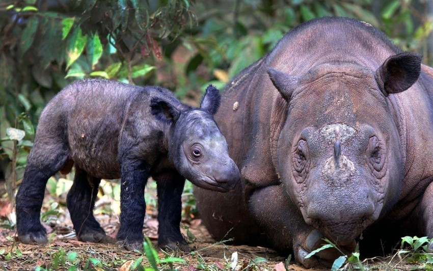 Cub Pair Sumatran Rhino Wallpaper PNG With Transparency And Isolation