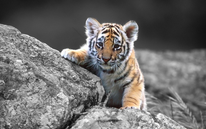 cub sit stone tiger wallpaper PNG for digital design