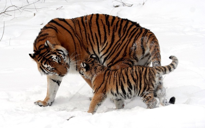 cub snow play tiger tiger cub wallpaper PNG with clear background extensive compilation