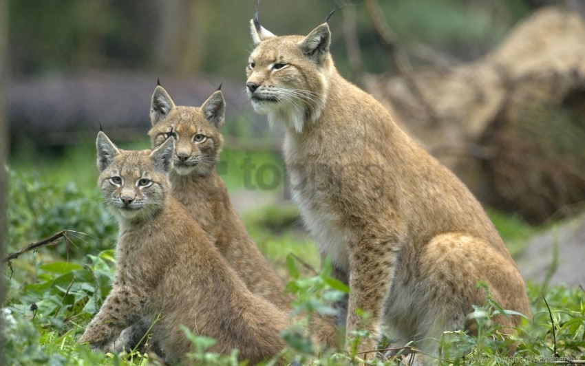 cubs family grass lynx wallpaper PNG images for printing