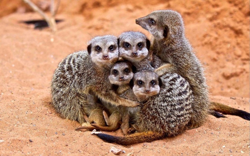 cubs family hugs meerkats wallpaper Clear Background Isolated PNG Icon
