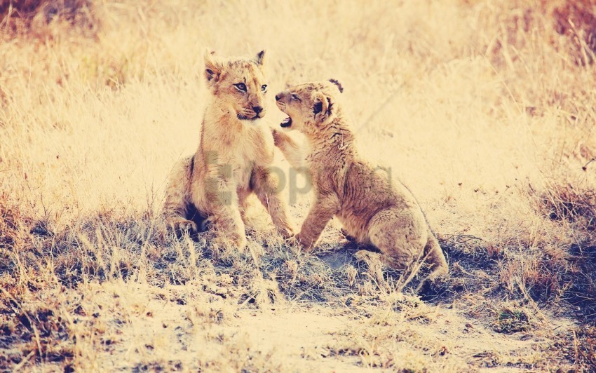 cubs grass lions playful predators wallpaper Transparent PNG Isolated Graphic Detail