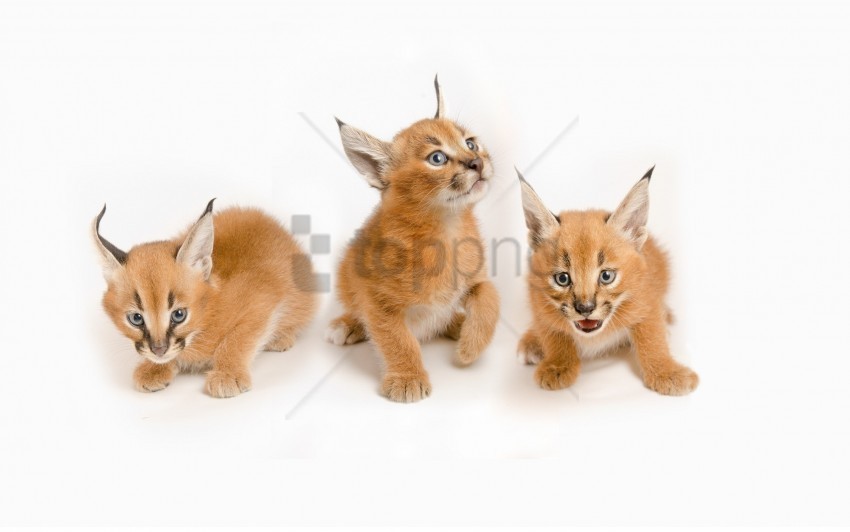 cubs lynx sit three wallpaper PNG files with transparent elements wide collection