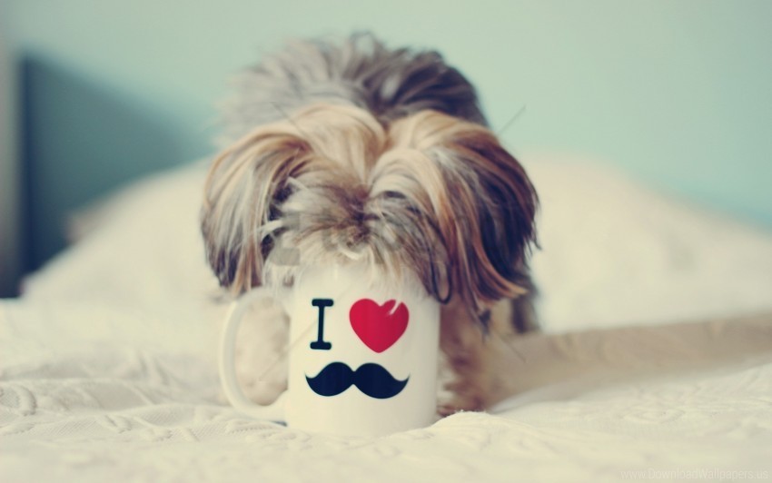 cup curiosity dog muzzle yorkshire terrier wallpaper Free PNG images with alpha channel compilation