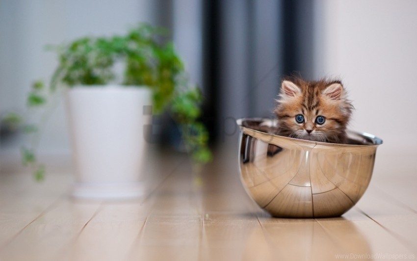 cup floor kitten lie down plant wallpaper PNG images free