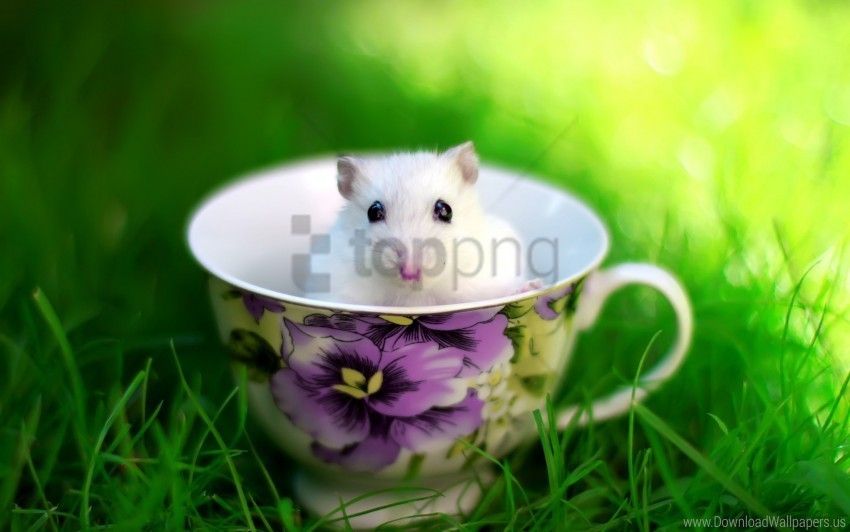 cup grass hamster rodent wallpaper PNG transparent photos comprehensive compilation