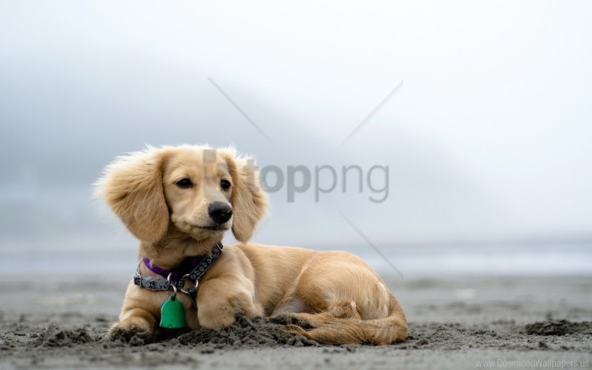 curiosity dog dog collar ears lies puppy wallpaper Transparent design PNG