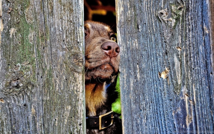 curiosity dog fence muzzle nose wood wallpaper Clear Background PNG Isolated Illustration