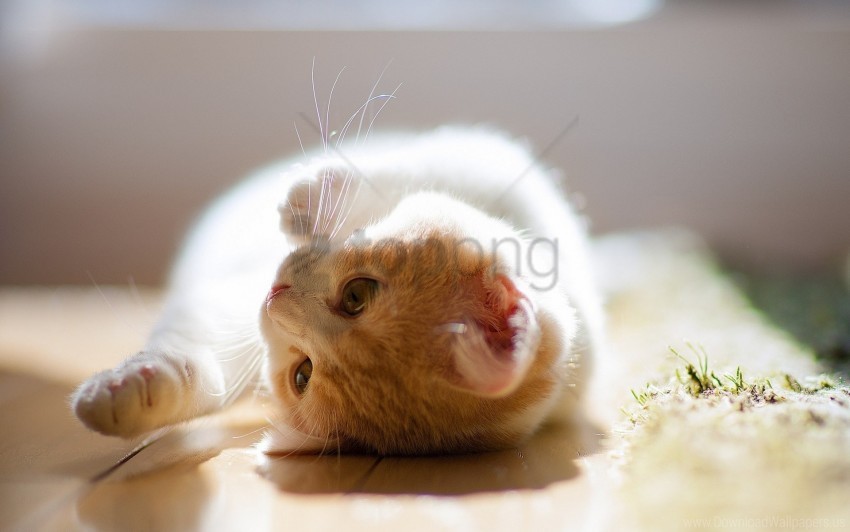 curiosity down kitten playful wallpaper Transparent PNG Object Isolation