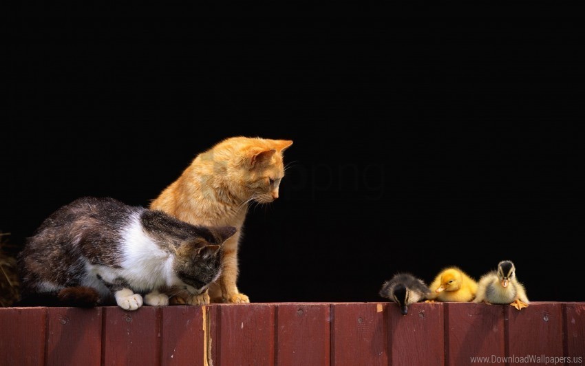 curiosity ducklings fence kittens wallpaper PNG images without subscription
