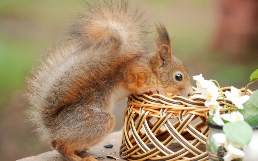curiosity flowers shopping squirrel tail wallpaper Clear PNG photos