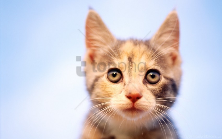curiosity kitten muzzle observation spotted wallpaper PNG high quality