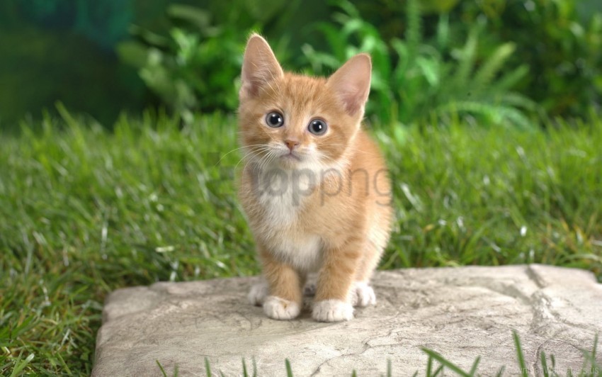 curious kitten tabby wallpaper High-resolution transparent PNG images