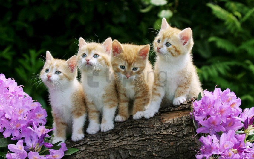 curious kittens wallpaper HighQuality PNG with Transparent Isolation