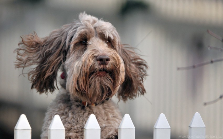 curly dog eyes muzzle wallpaper PNG images with transparent canvas