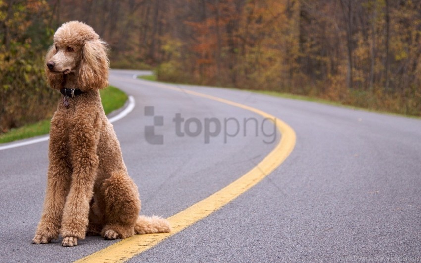curly dog poodle road wallpaper PNG images with transparent elements pack