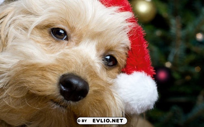 cute christmas santa puppy wallpaper Transparent PNG images free download