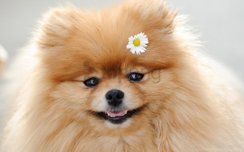 Cute Dog Flower Fluffy Muzzle Wallpaper PNG For Mobile Apps