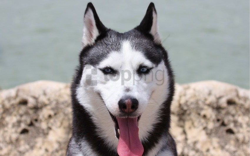 cute dog husky muzzle wallpaper Isolated Design Element on PNG