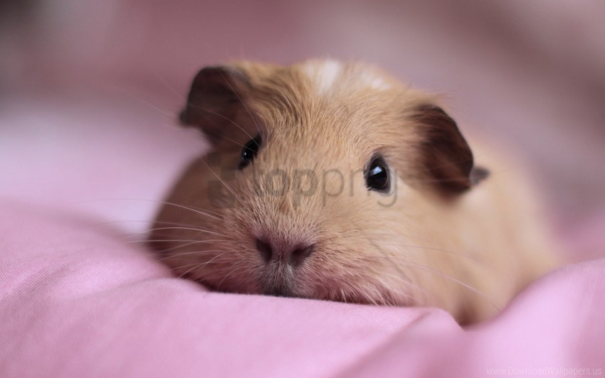 cute down fluffy guinea pig snout wallpaper Isolated Item with HighResolution Transparent PNG